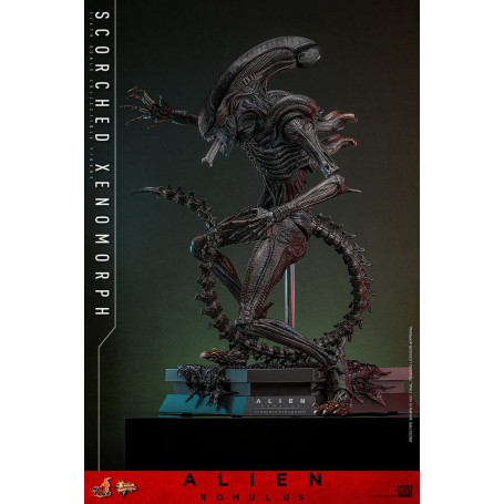 Hot Toys - Alien Romulus - Xenomorfo abrasado MMS 1/6