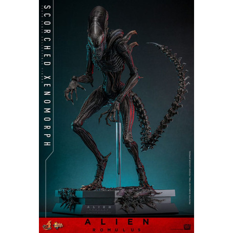 Hot Toys - Alien Romulus - Xenomorfo abrasado MMS 1/6