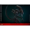 Hot Toys - Alien Romulus - Xenomorfo abrasado MMS 1/6