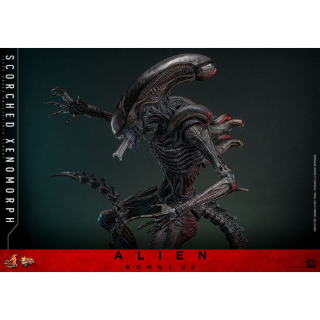 Hot Toys - Alien Romulus - Xenomorfo abrasado MMS 1/6