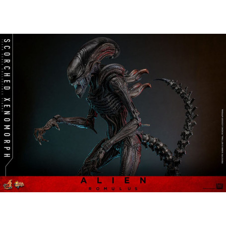 Hot Toys - Alien Romulus - Xenomorfo abrasado MMS 1/6