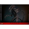 Hot Toys - Alien Romulus - Xenomorfo abrasado MMS 1/6
