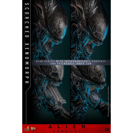 Hot Toys - Alien Romulus - Xenomorfo abrasado MMS 1/6