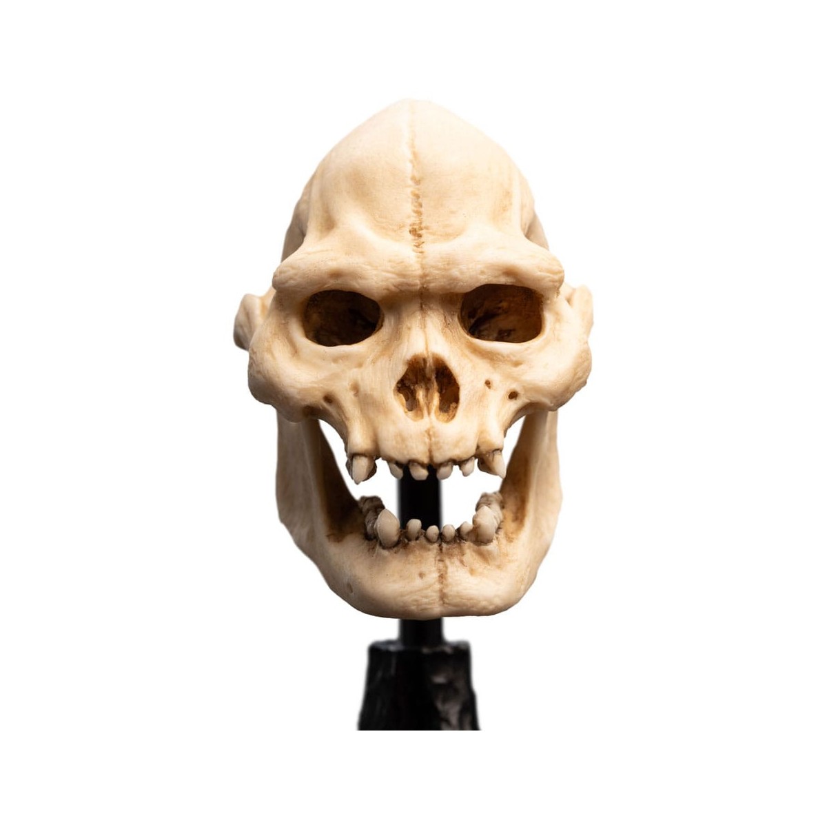 Weta - El Señor de los Anillos - Cráneo de Lurtz - LOTR