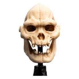 Weta - El Señor de los Anillos - Cráneo de Lurtz - LOTR