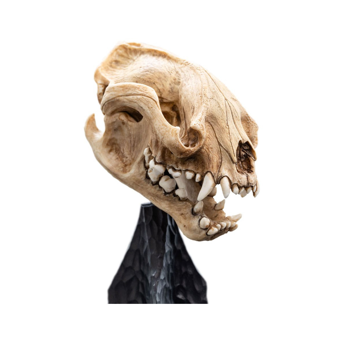 Weta - El Señor de los Anillos - Cráneo de Warg - LOTR