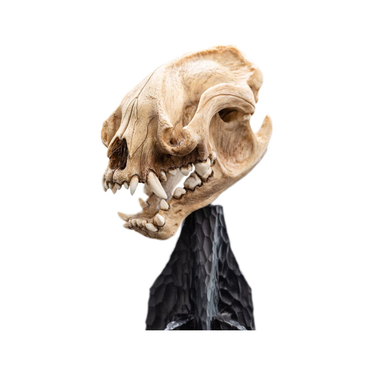 Weta - El Señor de los Anillos - Cráneo de Warg - LOTR