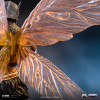 Iron Studios - Buzz-Off Art Escala 1/10 - Masters del Universo - Masters del Universo