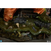 Sideshow DC Comics - Killer Croc Formato Premium 1/4