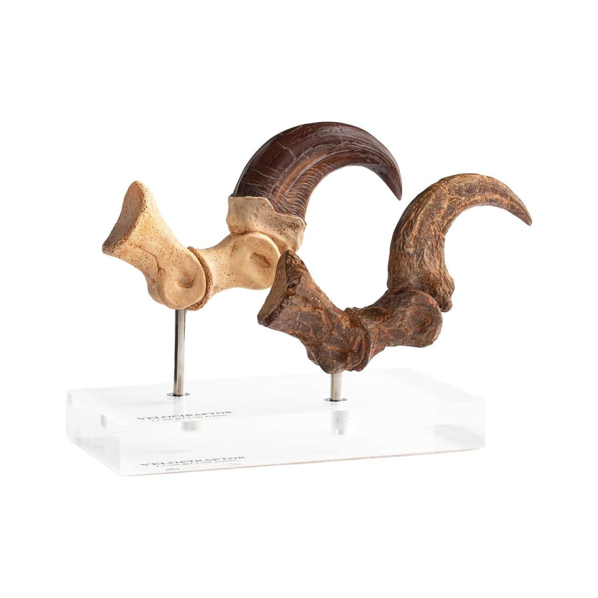 Toynami ECC Elite Creature Collectibles - Velociraptor Pie Garra y Fósil Garra Set - Jurassic Park