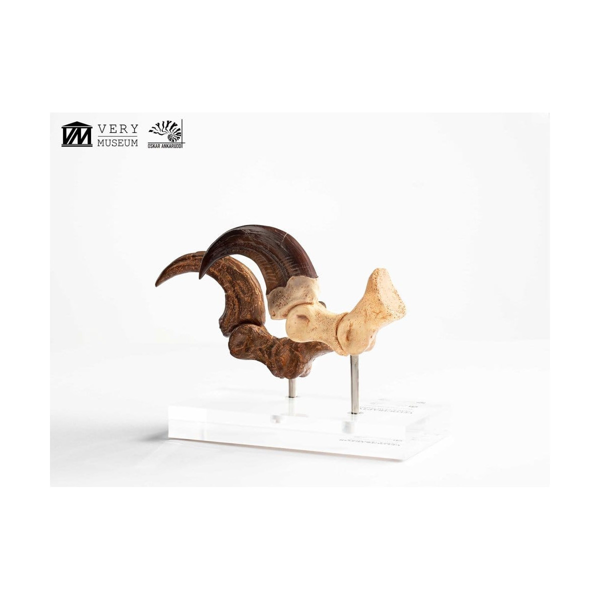 Toynami ECC Elite Creature Collectibles - Velociraptor Pie Garra y Fósil Garra Set - Jurassic Park