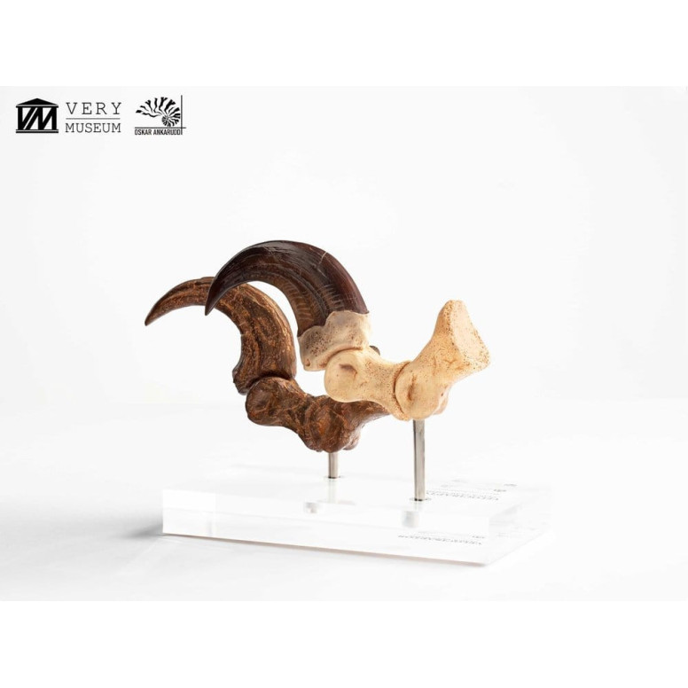 Toynami ECC Elite Creature Collectibles - Velociraptor Pie Garra y Fósil Garra Set - Jurassic Park
