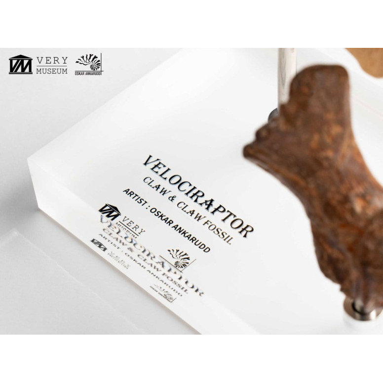 Toynami ECC Elite Creature Collectibles - Velociraptor Pie Garra y Fósil Garra Set - Jurassic Park