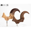 Toynami ECC Elite Creature Collectibles - Velociraptor Pie Garra y Fósil Garra Set - Jurassic Park