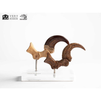 Toynami ECC Elite Creature Collectibles - Velociraptor Pie Garra y Fósil Garra Set - Jurassic Park