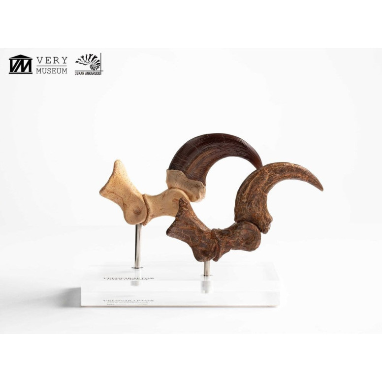 Toynami ECC Elite Creature Collectibles - Velociraptor Pie Garra y Fósil Garra Set - Jurassic Park