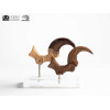 Toynami ECC Elite Creature Collectibles - Velociraptor Pie Garra y Fósil Garra Set - Jurassic Park
