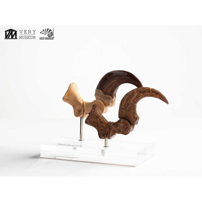 Toynami ECC Elite Creature Collectibles - Velociraptor Pie Garra y Fósil Garra Set - Jurassic Park