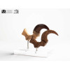 Toynami ECC Elite Creature Collectibles - Velociraptor Pie Garra y Fósil Garra Set - Jurassic Park