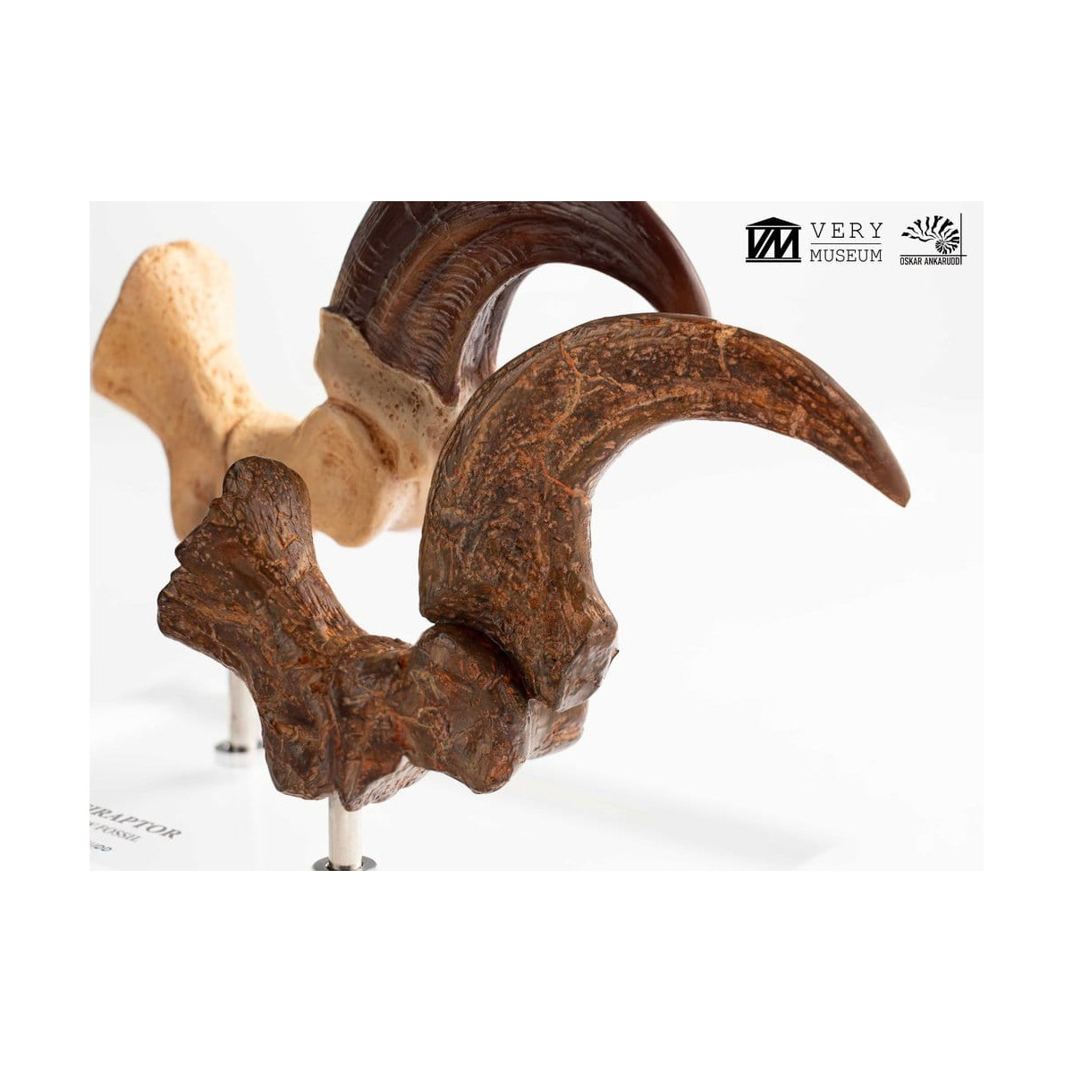 Toynami ECC Elite Creature Collectibles - Velociraptor Pie Garra y Fósil Garra Set - Jurassic Park