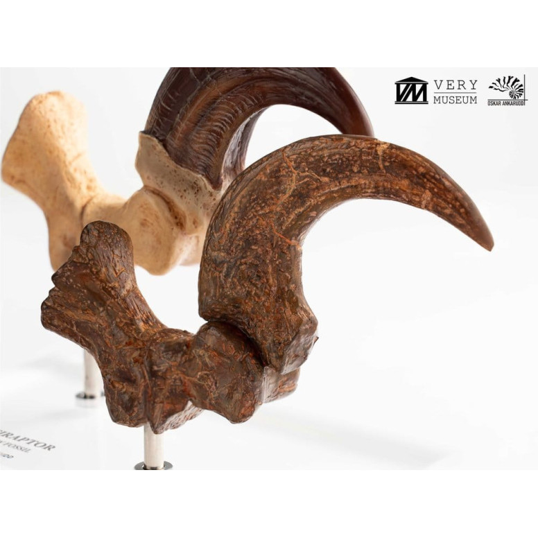 Toynami ECC Elite Creature Collectibles - Velociraptor Pie Garra y Fósil Garra Set - Jurassic Park