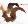 Toynami ECC Elite Creature Collectibles - Velociraptor Pie Garra y Fósil Garra Set - Jurassic Park