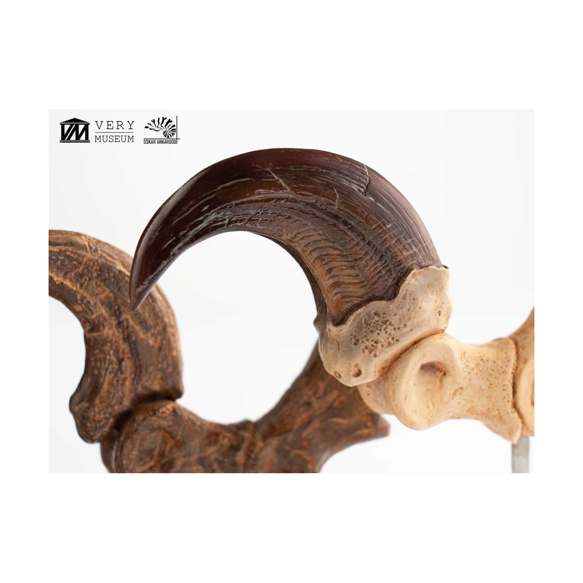 Toynami ECC Elite Creature Collectibles - Velociraptor Pie Garra y Fósil Garra Set - Jurassic Park