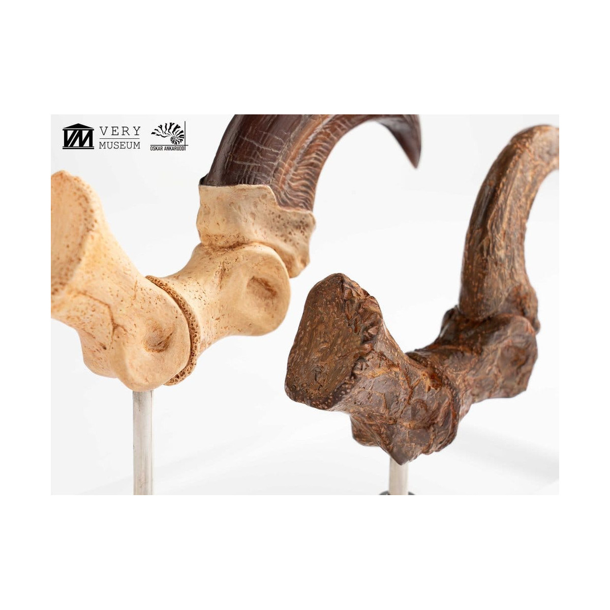 Toynami ECC Elite Creature Collectibles - Velociraptor Pie Garra y Fósil Garra Set - Jurassic Park