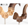Toynami ECC Elite Creature Collectibles - Velociraptor Pie Garra y Fósil Garra Set - Jurassic Park
