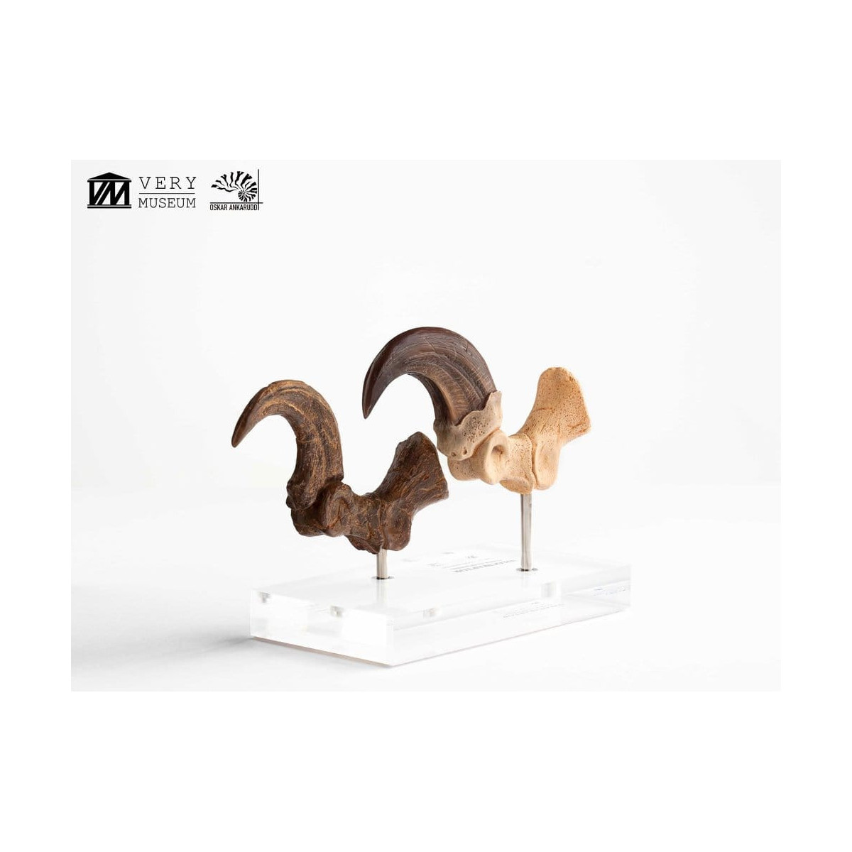 Toynami ECC Elite Creature Collectibles - Velociraptor Pie Garra y Fósil Garra Set - Jurassic Park