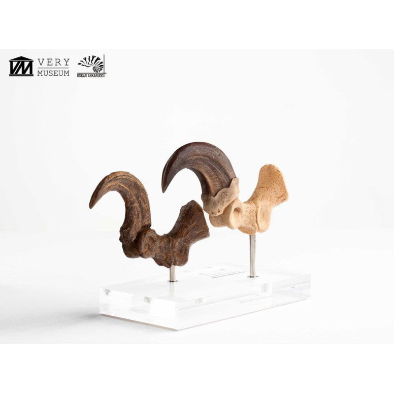 Toynami ECC Elite Creature Collectibles - Velociraptor Pie Garra y Fósil Garra Set - Jurassic Park