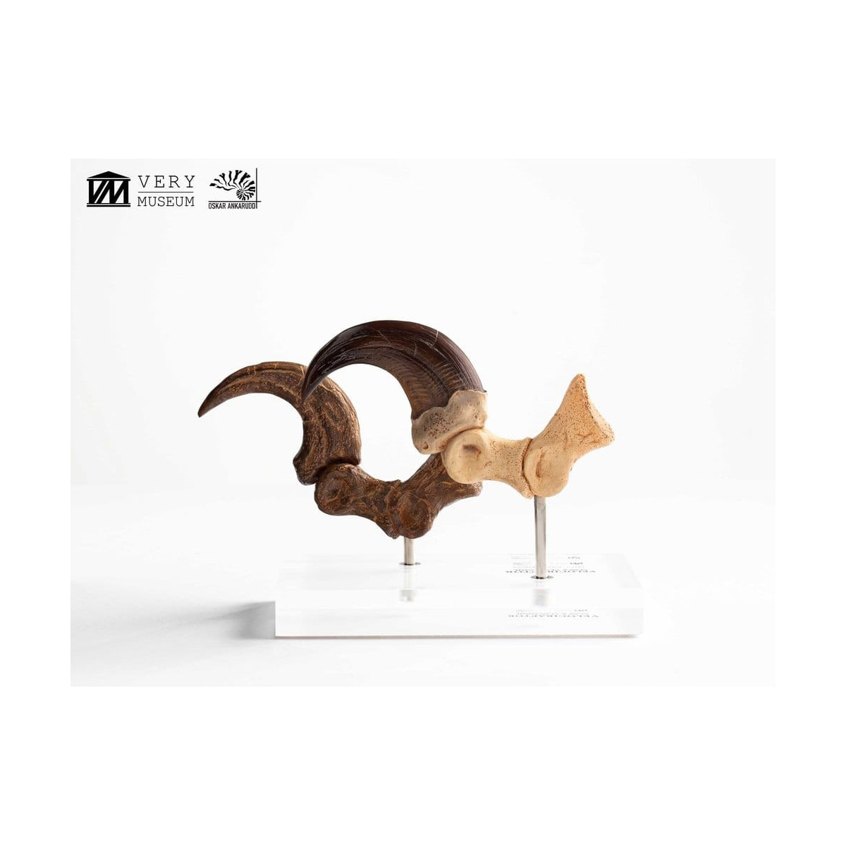 Toynami ECC Elite Creature Collectibles - Velociraptor Pie Garra y Fósil Garra Set - Jurassic Park