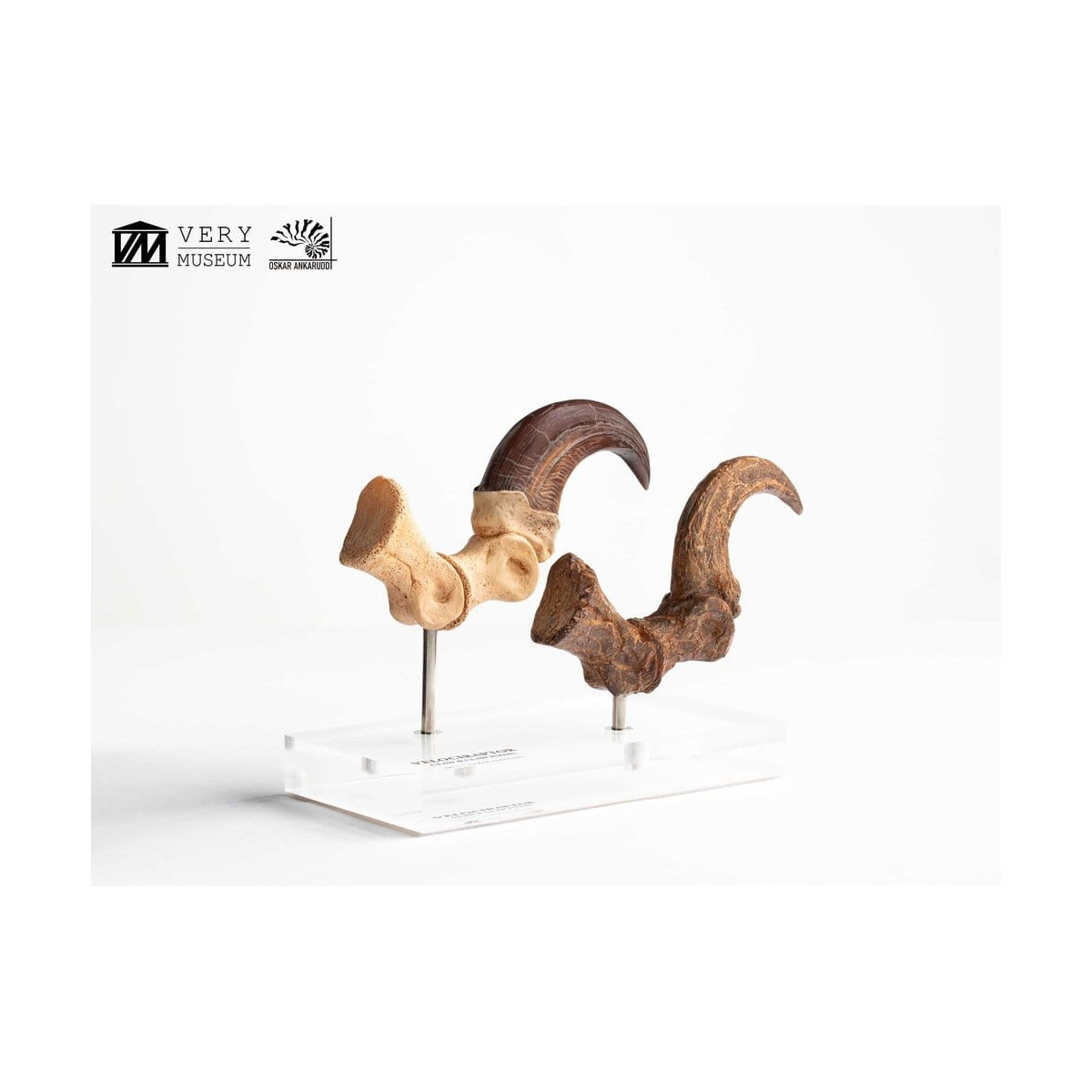 Toynami ECC Elite Creature Collectibles - Velociraptor Pie Garra y Fósil Garra Set - Jurassic Park