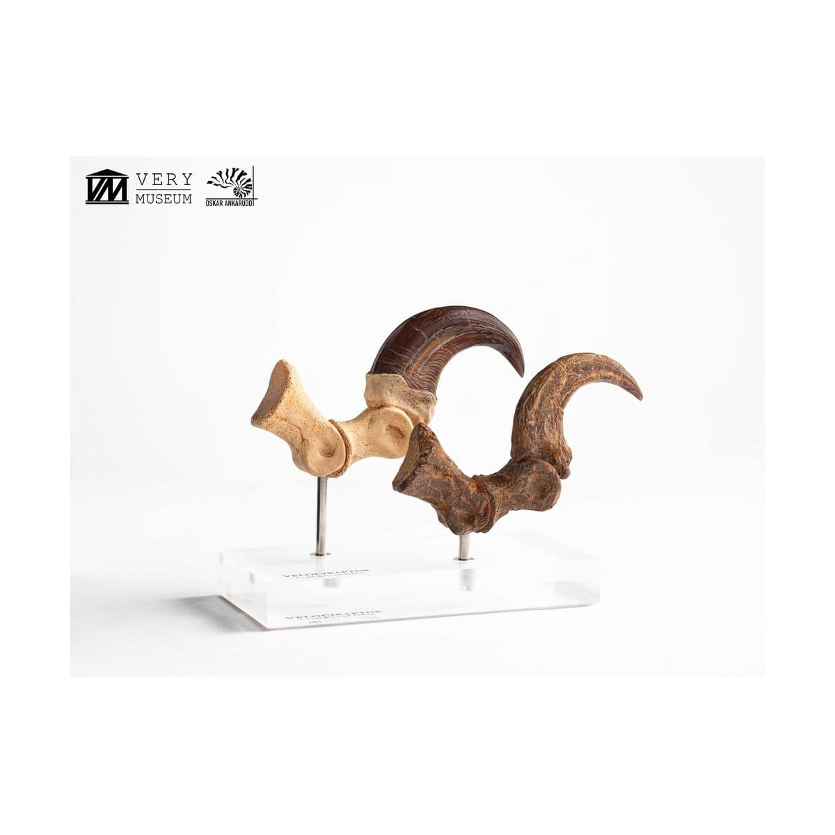 Toynami ECC Elite Creature Collectibles - Velociraptor Pie Garra y Fósil Garra Set - Jurassic Park