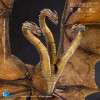 HIYA TOYS - Serie Exquisite Basic 1/12 - King Ghidorah 2.0 - « Godzilla: King of the Monsters» (2019)
