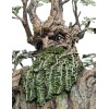 Weta - Estatua de Leaflock the Ent 1/6 - El Señor de los Anillos
