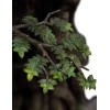 Weta - Estatua de Leaflock the Ent 1/6 - El Señor de los Anillos