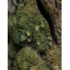 Weta - Estatua de Leaflock the Ent 1/6 - El Señor de los Anillos